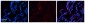 CRIP2 antibody - middle region